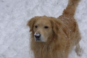 ゴールデンレトリバー　愛犬レオと雪