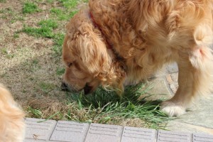 ゴールデンレトリバー愛犬レオ 草を食べる