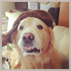ゴールデンレトリバー愛犬レオ　帽子をかぶせてみた