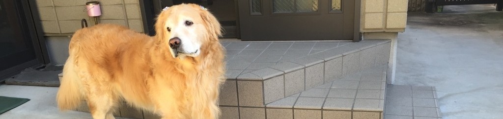 ゴールデンレトリバーの子犬の選び方 Niconico Goldenlife